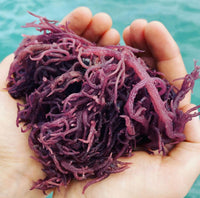 Purple Sea Moss